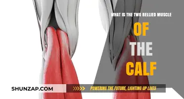 Understanding the Gastrocnemius: The Calf's Two-Bellied Muscle