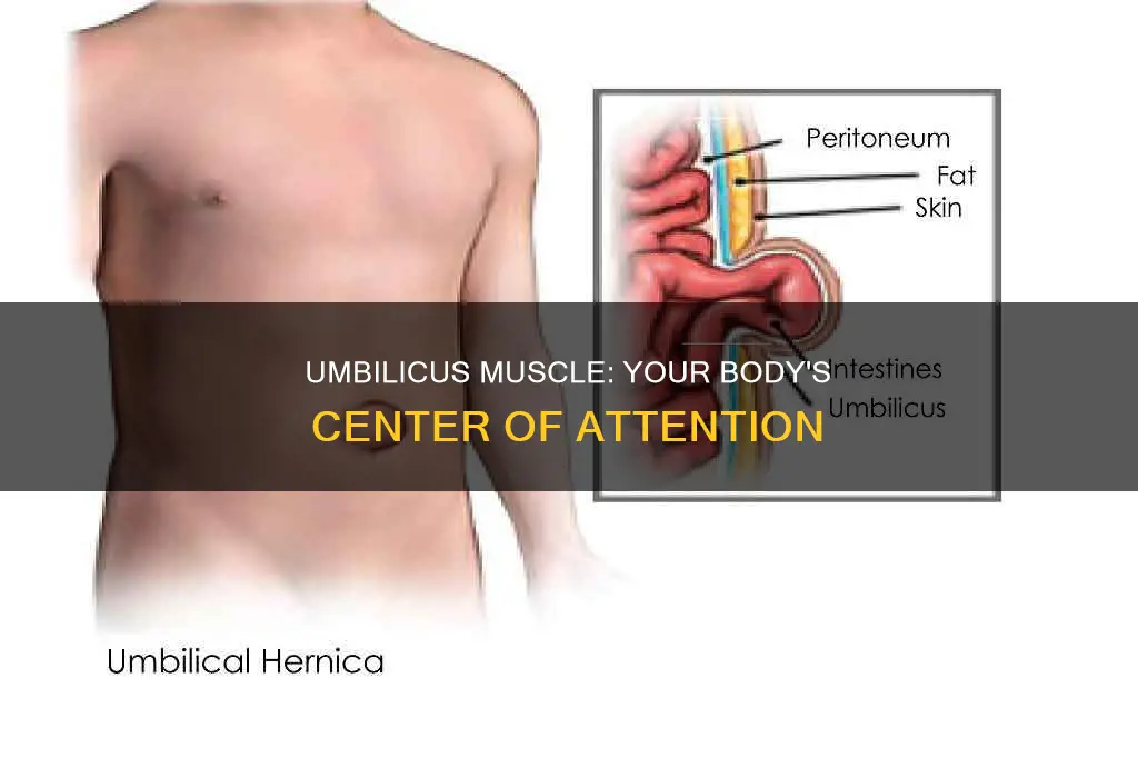 what is the umbilicus muscle