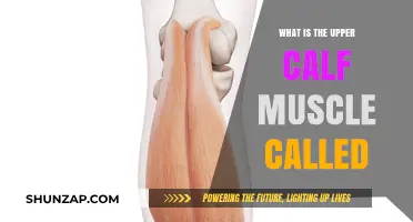 Exploring Anatomy: The Essential Guide to Your Upper Calf Muscle