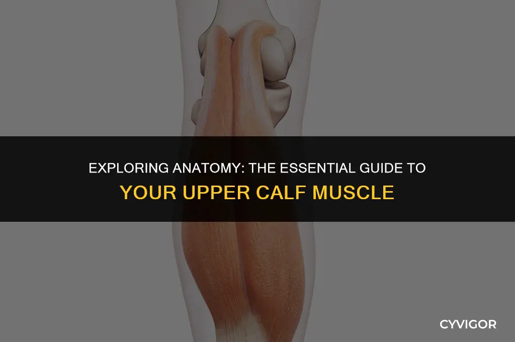 what is the upper calf muscle called