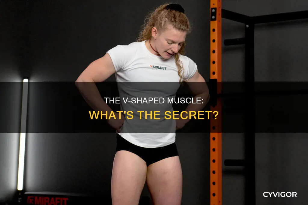 what is the v muscle