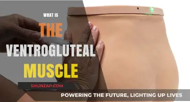 The Ventrogluteal Muscle: A Guide to This Powerful Muscle