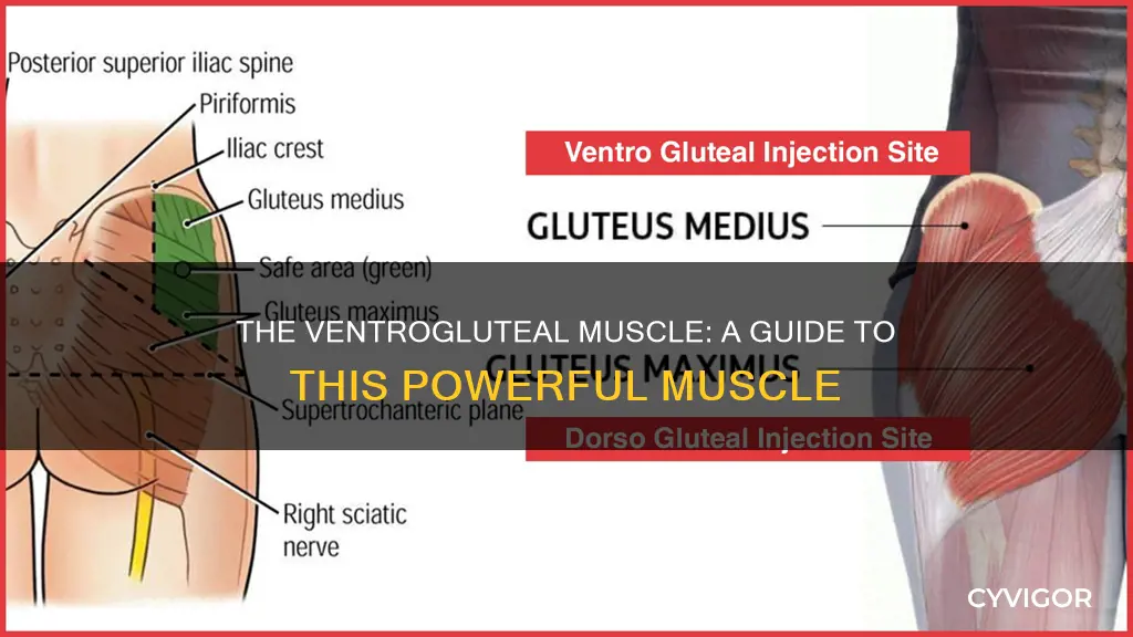 The Ventrogluteal Muscle: A Guide To This Powerful Muscle | CyVigor