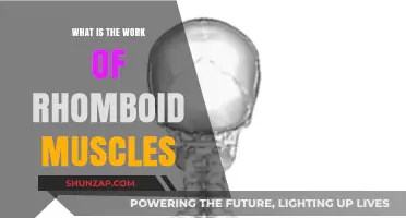 Understanding the Role and Function of Rhomboid Muscles in the Body