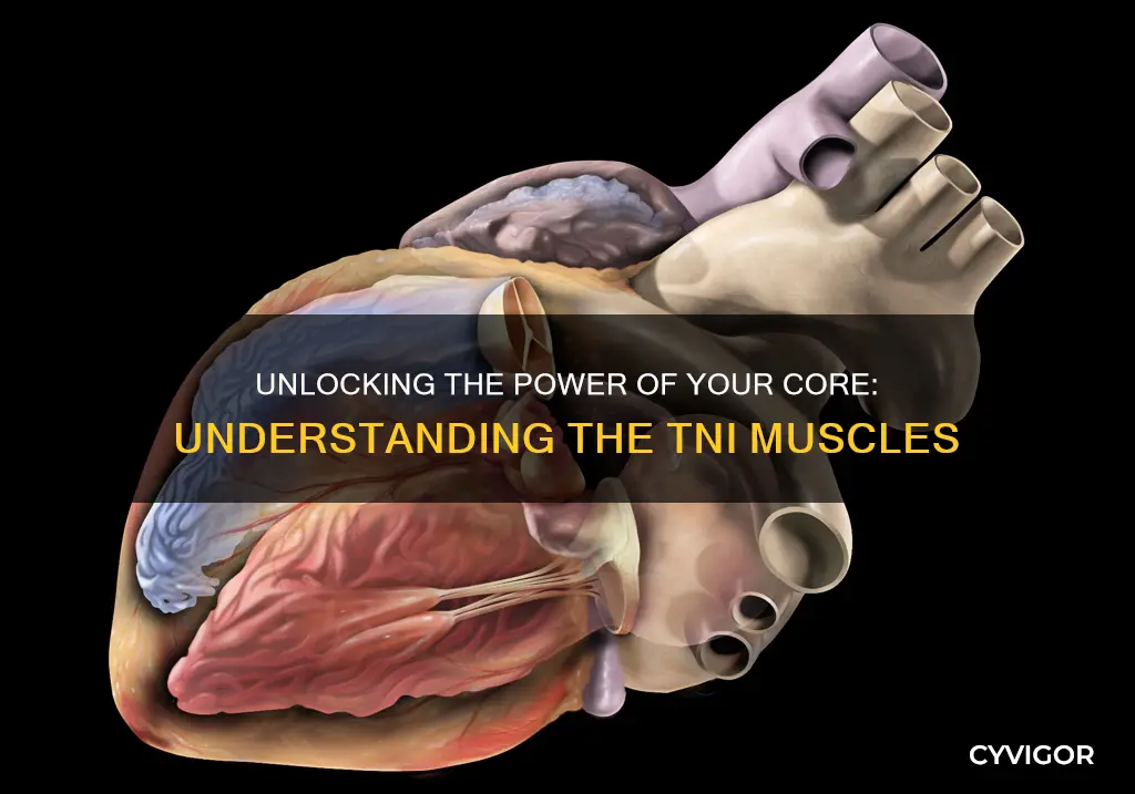 what is tni muscles