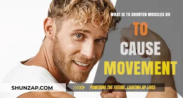 How Shortened Muscles Generate Movement: Understanding Muscular Contraction Mechanics
