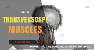 Transversospinalis Muscles: Their Function and Role in Movement