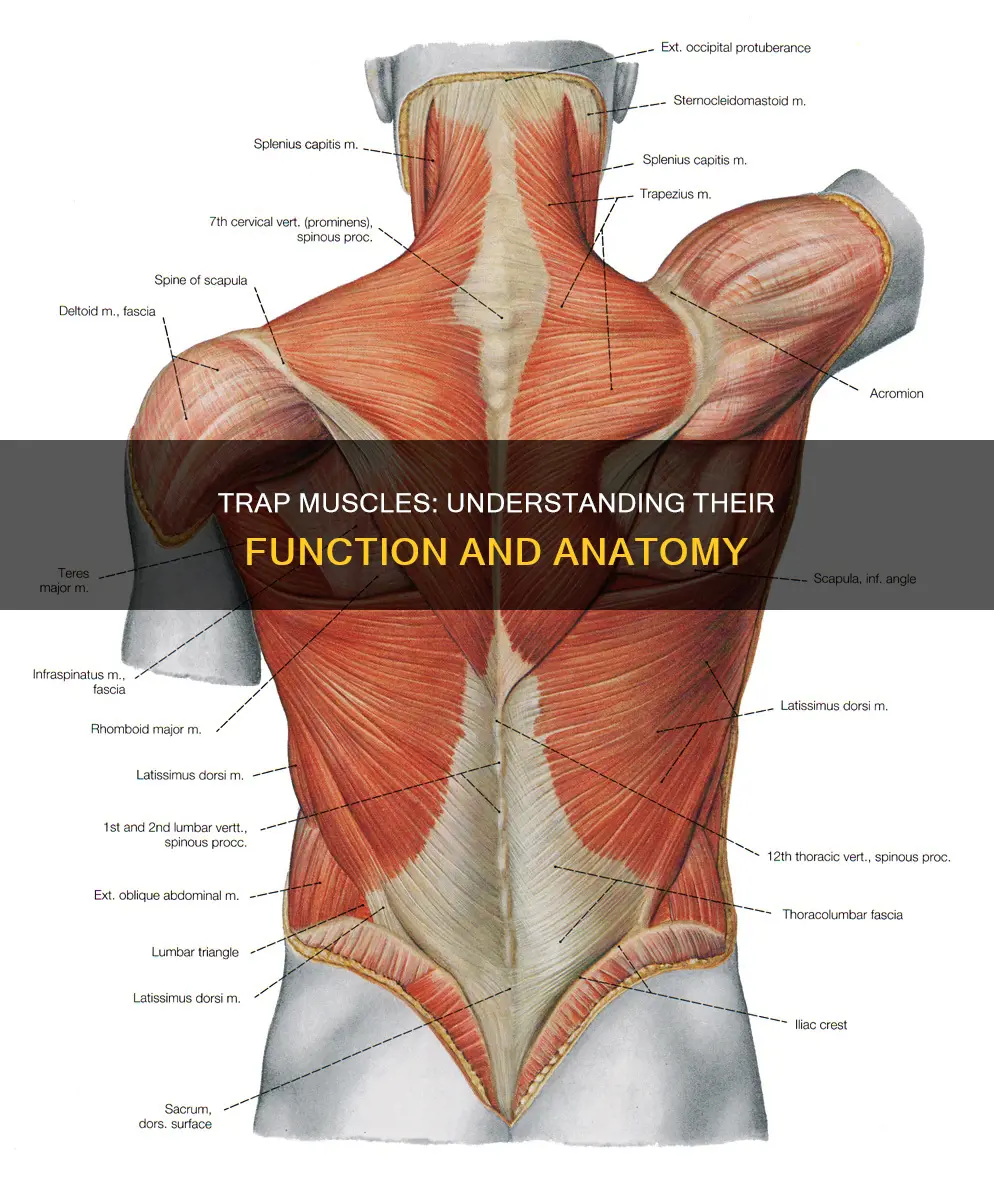 what is trap muscle