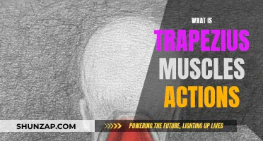 Trapezius Muscles: Understanding Their Actions and Functions