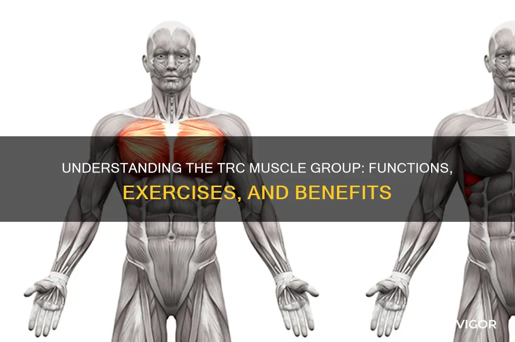 what is trc muscle group