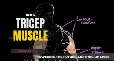 Understanding Tricep Muscles: Structure, Function, and More