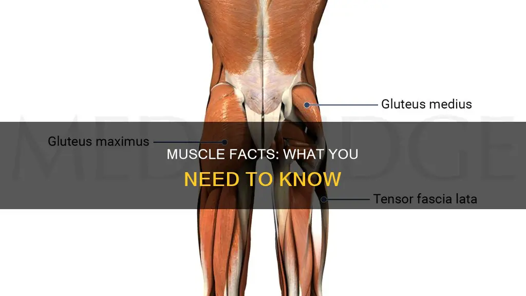 what is true about muscles