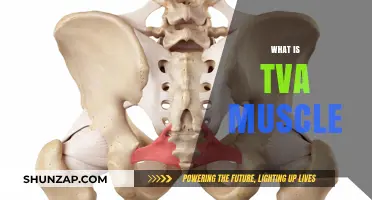 The Ventrogluteal Muscle: A Guide To This Quadrant Muscle | CyVigor