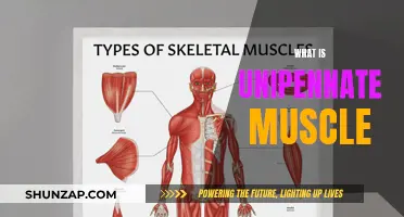 Unipennate Muscles: Structure, Function, and Examples