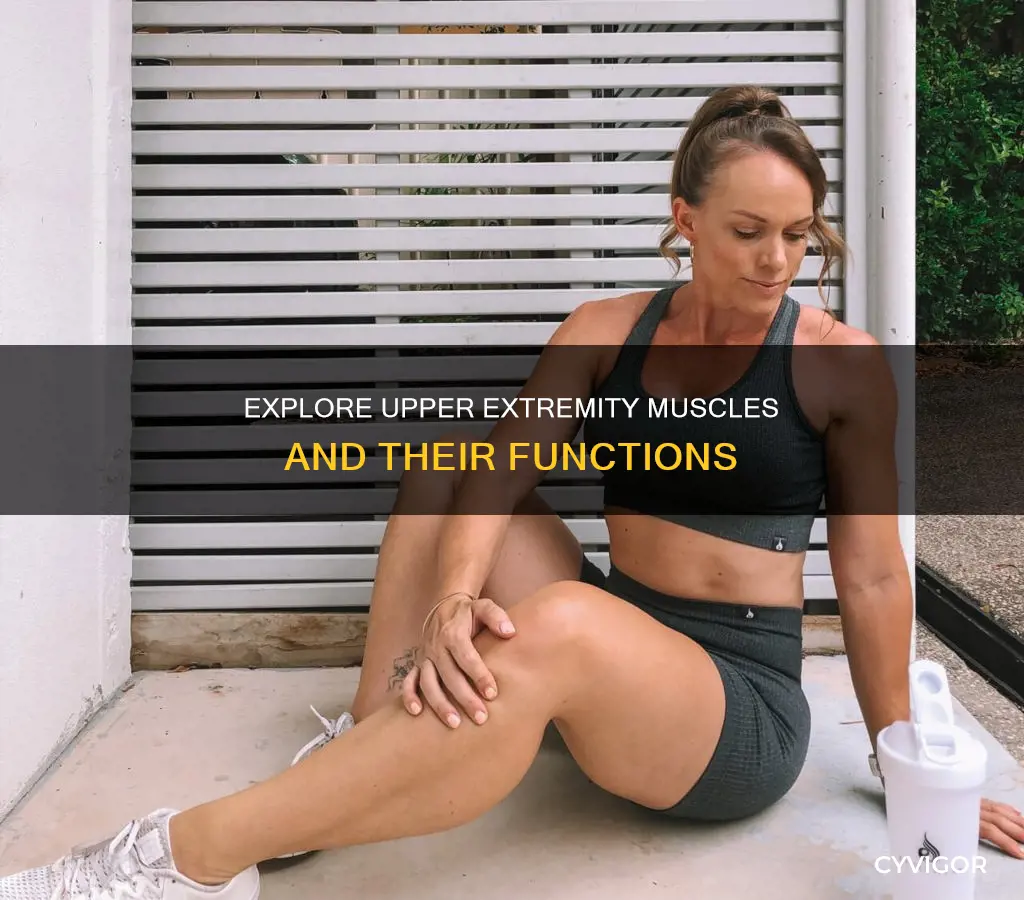what is upper extremity muscles