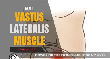 The Vastus Lateralis Muscle: Function, Training, and Benefits