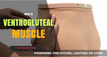 The Ventrogluteal Muscle: A Guide to This Quadrant Muscle