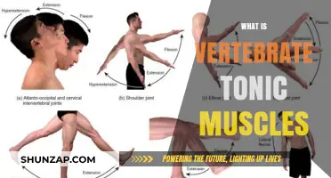Vertebrate Tonic Muscles: Their Role and Function