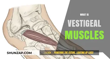 The Mystery of Vestigial Muscles in Humans