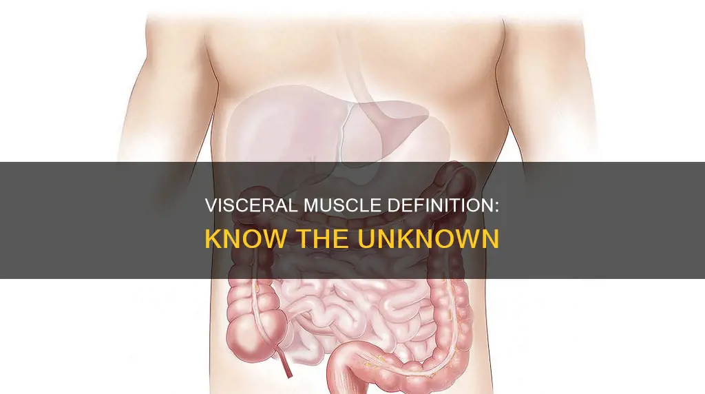 what is visceral muscle definition