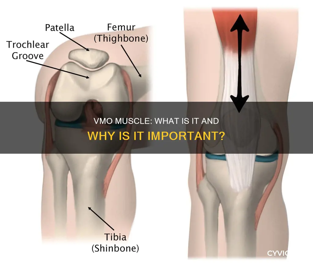 what is vmo muscle