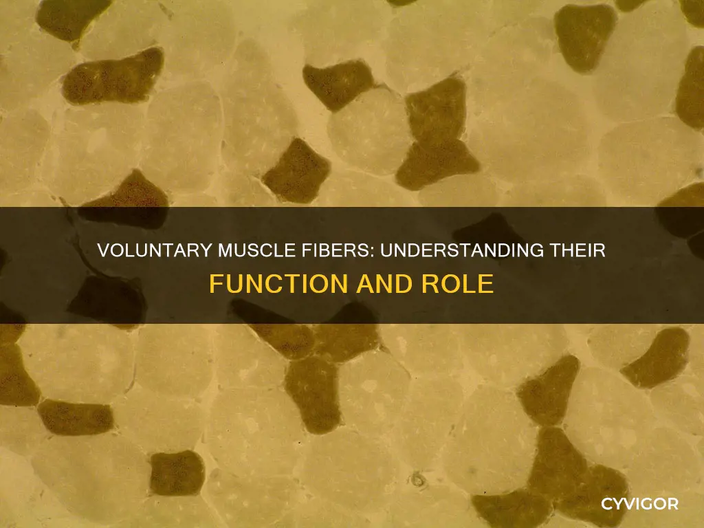 what is voluntary muscle fiber