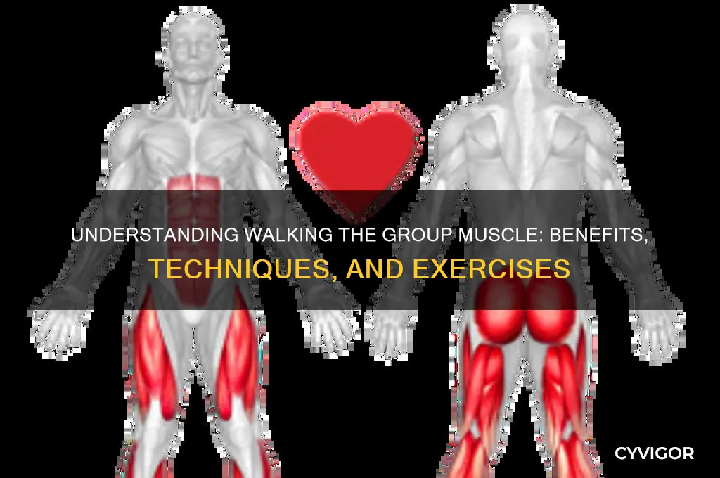 what is walking the group muscle