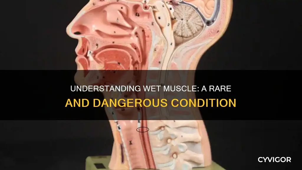 what is wet muscle