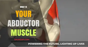 Understanding the Abductor Muscle Function and Anatomy