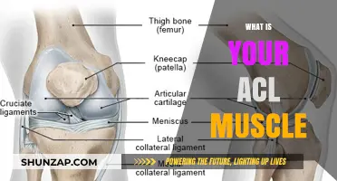 ACL Muscle: What's the Fuss?