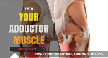 Adductor Muscle: What You Need to Know