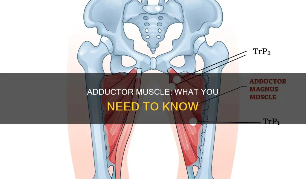 what is your adductor muscle