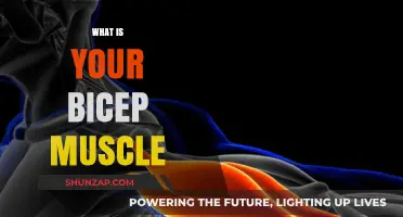 Understanding the Bicep Muscle: Function and Anatomy