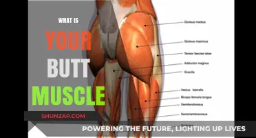 Gluteal Anatomy: Understanding Your Buttocks Muscles