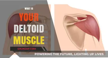 Deltoid Muscles: Understanding Their Function and Anatomy