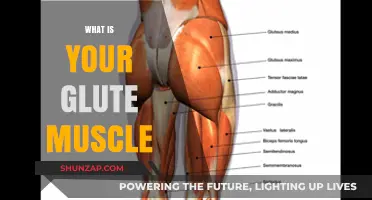 Glute Muscles: Understanding Their Function and Benefits