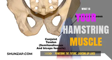 Hamstring Muscle: Understanding its Function and Anatomy