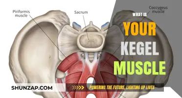 Kegel Muscle: What is it?