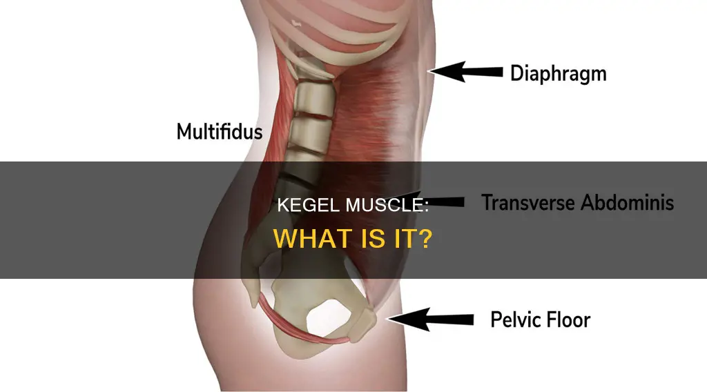 what is your kegel muscle