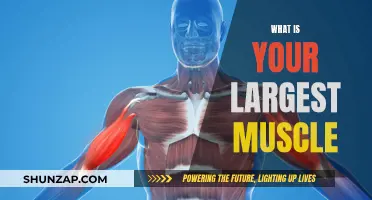 The Largest Muscle in Your Body: What and Why?