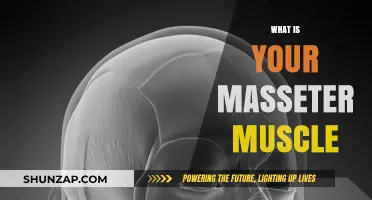 The Mighty Masseter Muscle: What's All the Jaw About?