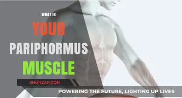 Understanding the Paraphormis Muscle and Its Functions