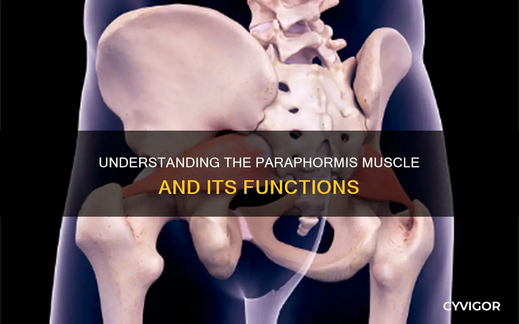 what is your pariphormus muscle