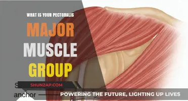 Understanding the Pectoralis Major: Functions, Anatomy, and Strengthening Tips