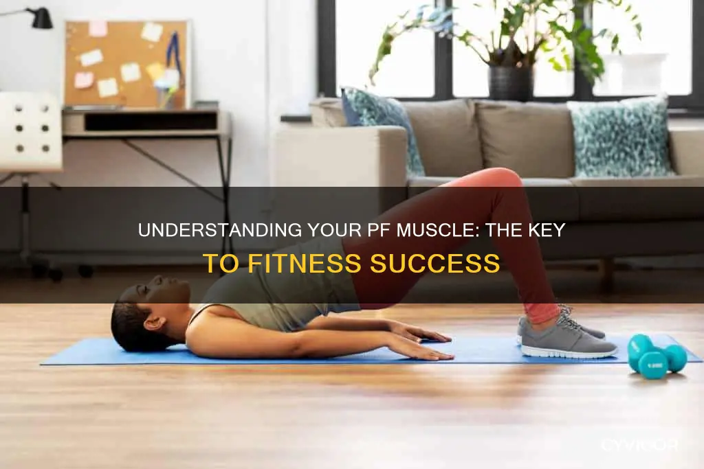 what is your pf muscle