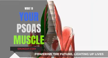 Understanding the Psoas Muscle: What, Where, and Why