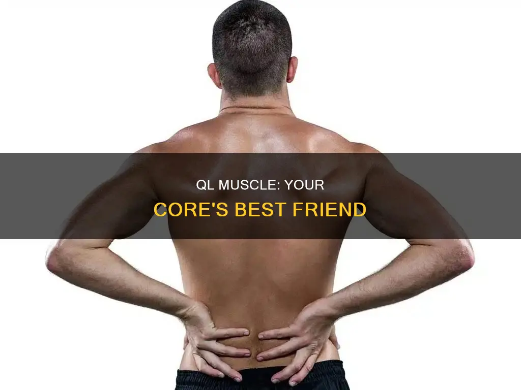 what is your ql muscle