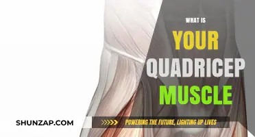 Explore the Quadriceps Muscle Function and Anatomy