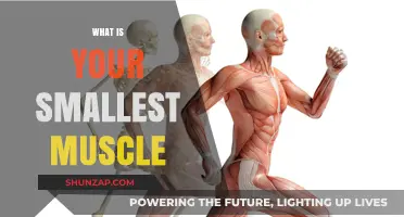 The Smallest Muscle in Your Body