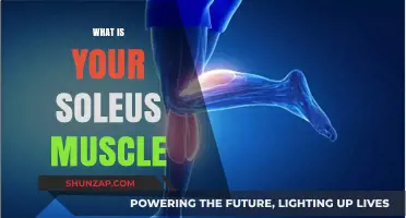 Soleus Muscle: What's Its Function and Purpose?